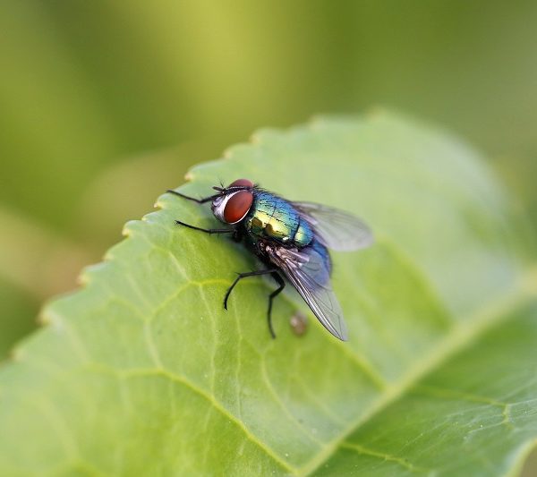 Summer Pest Control