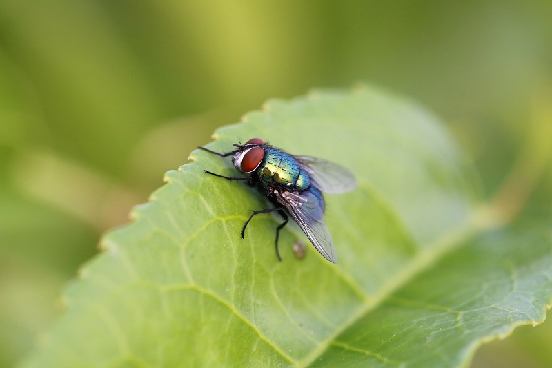 summer pest control